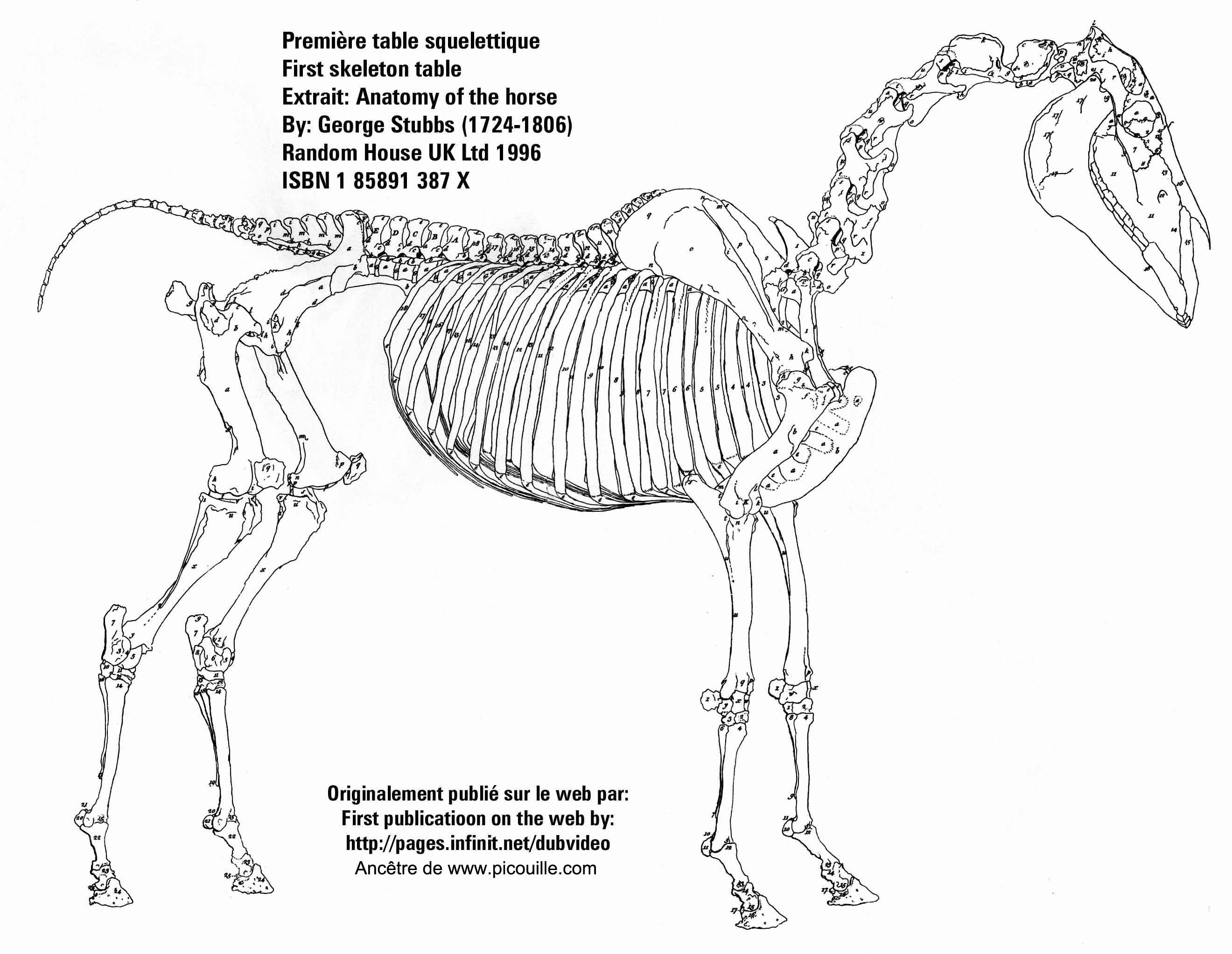 Version géante de la première table anatomique de George Stubbs.