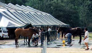 Les douches pour chevaux à Blainville.